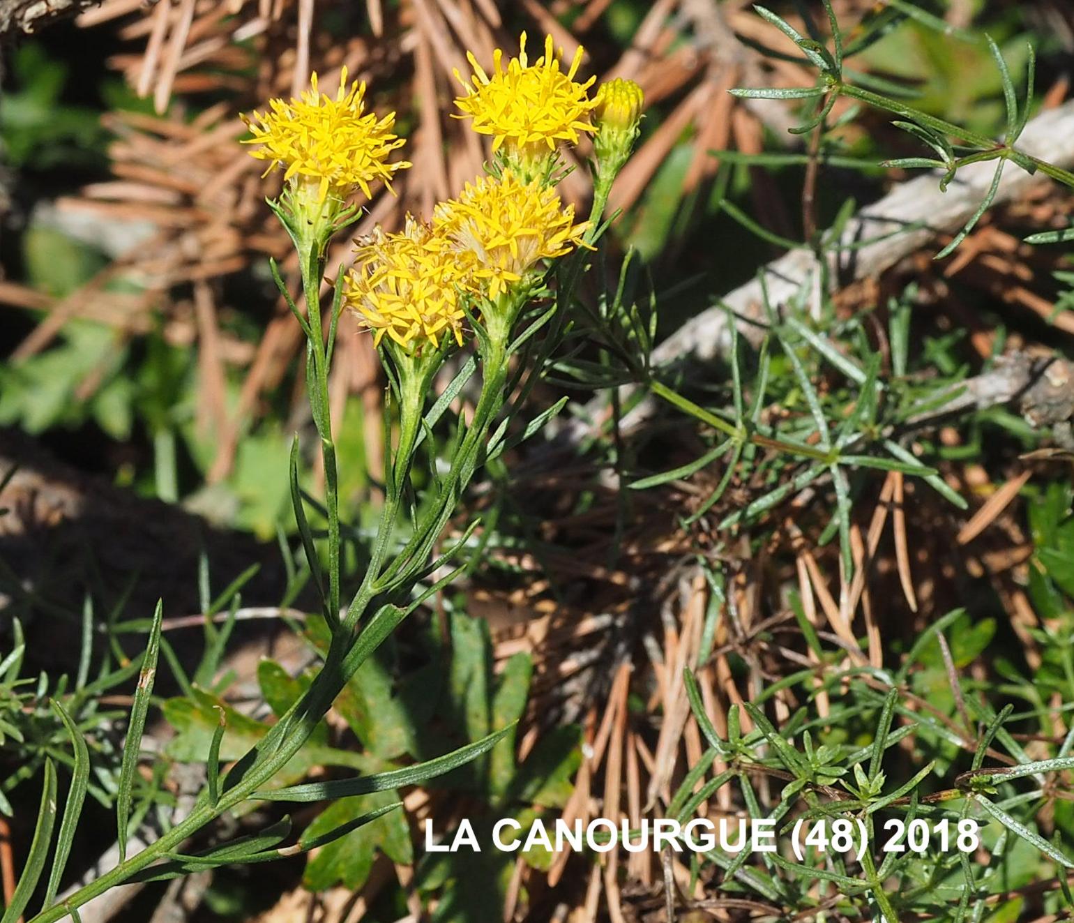 Aster, Goldilocks